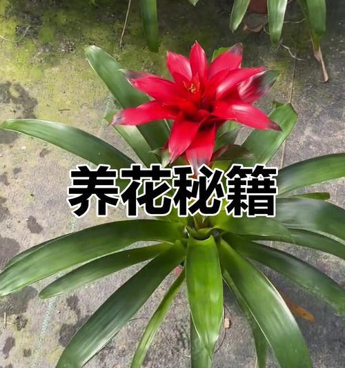 鸿运当头的养殖技巧有哪些？