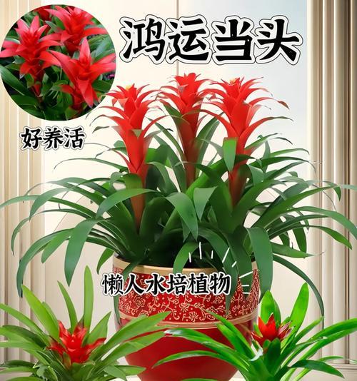 鸿运当头的养殖技巧有哪些？
