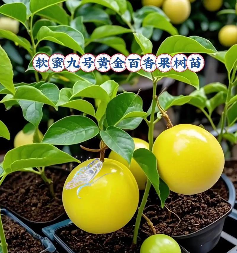 百香果苗浇水频率是多少？
