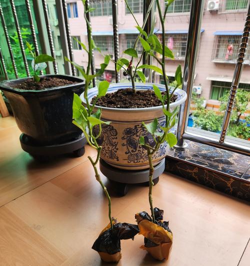 百香果苗浇水频率是多少？
