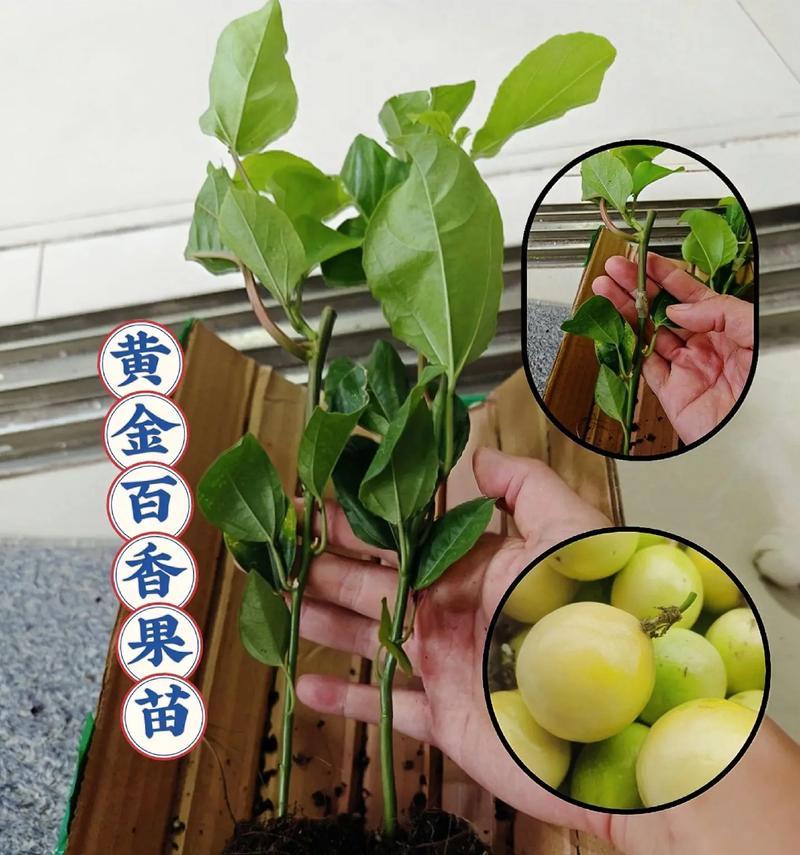 百香果苗浇水频率是多少？