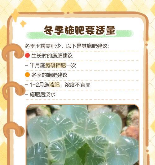 玉露繁殖的步骤和注意事项是什么？