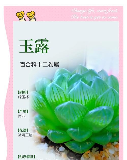 玉露繁殖的步骤和注意事项是什么？