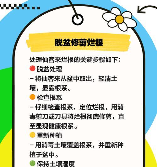 生石花烂根了怎么办？如何预防和处理？