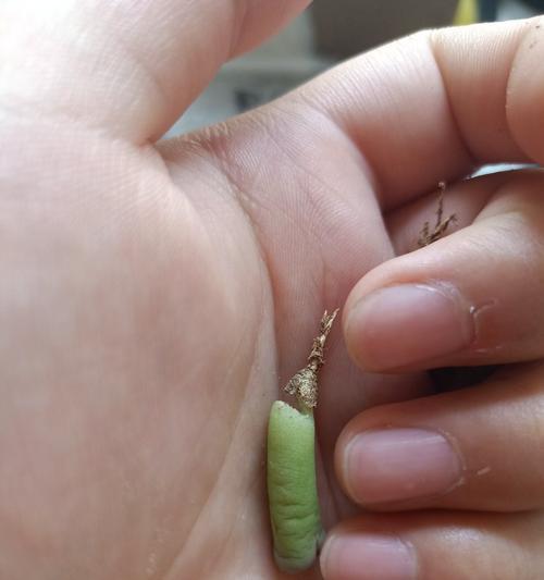 生石花烂根了怎么办？如何预防和处理？