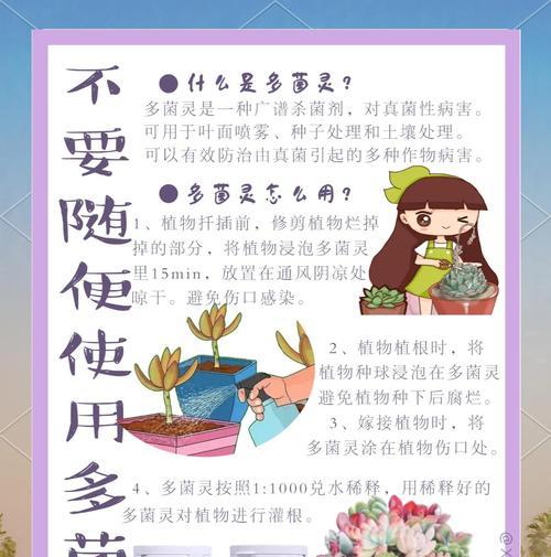 生石花烂根了怎么办？如何预防和处理？