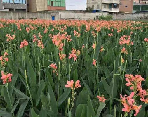 美人蕉冬天怎么过冬？冬季护理和防寒措施是什么？