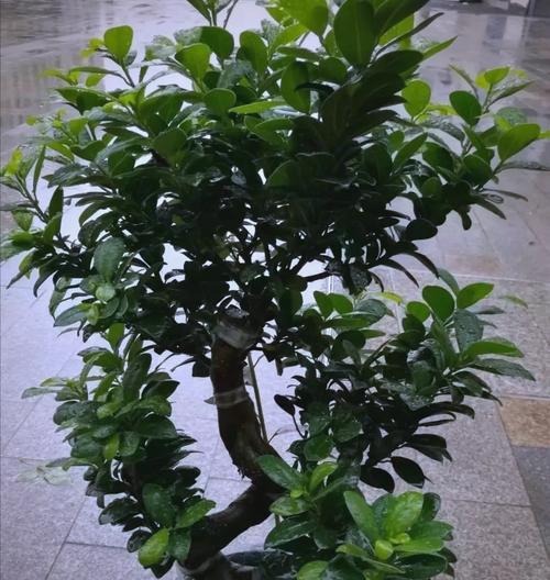 美人蕉冬天怎么过冬？冬季护理和防寒措施是什么？