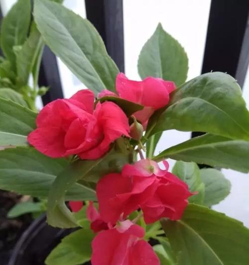 凤仙花的养护要点是什么？怎样才能养好凤仙花？