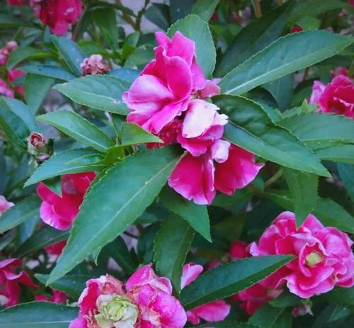 凤仙花的养护要点是什么？怎样才能养好凤仙花？