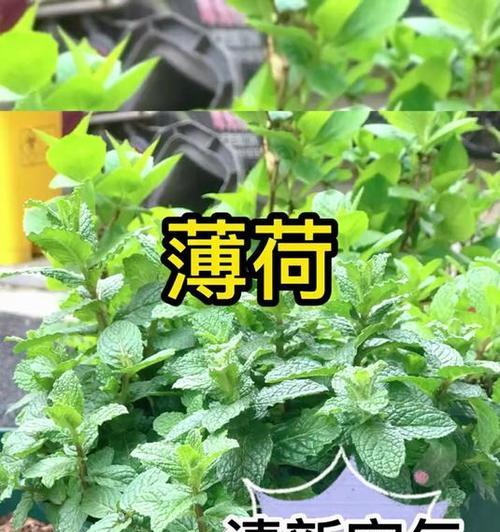 薄荷播种的最佳时机是什么时候？