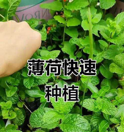 薄荷播种的最佳时机是什么时候？
