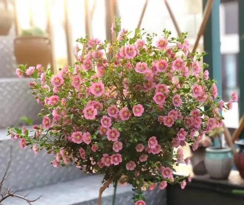 木槿花的施肥技巧？如何促进更好的生长？