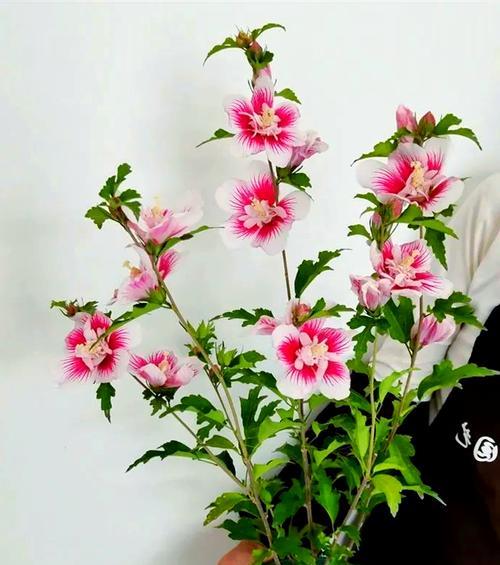 木槿花的施肥技巧？如何促进更好的生长？