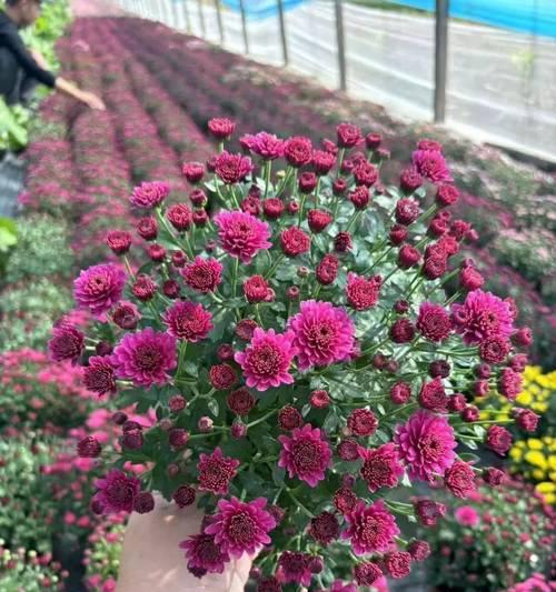 球状花有哪些种类？球状花的特点是什么？