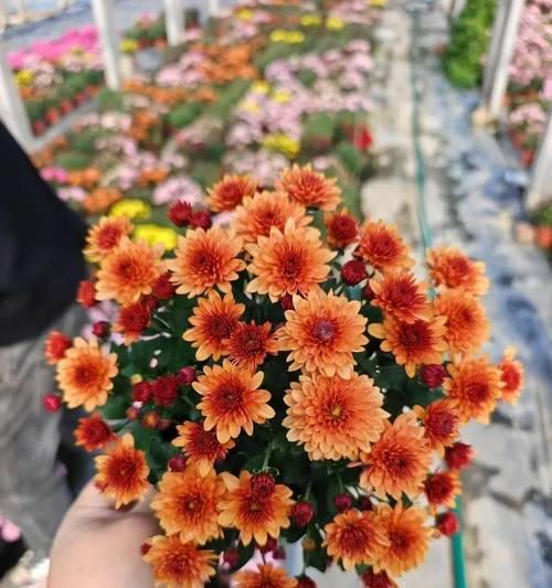 球状花有哪些种类？球状花的特点是什么？