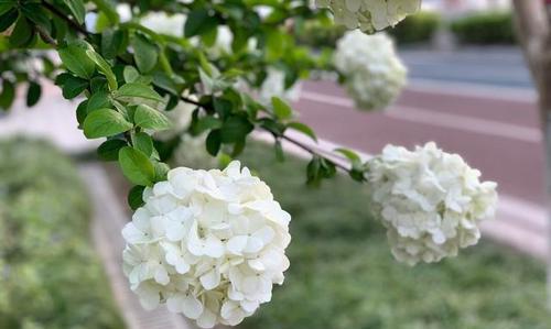 球状花有哪些种类？球状花的特点是什么？