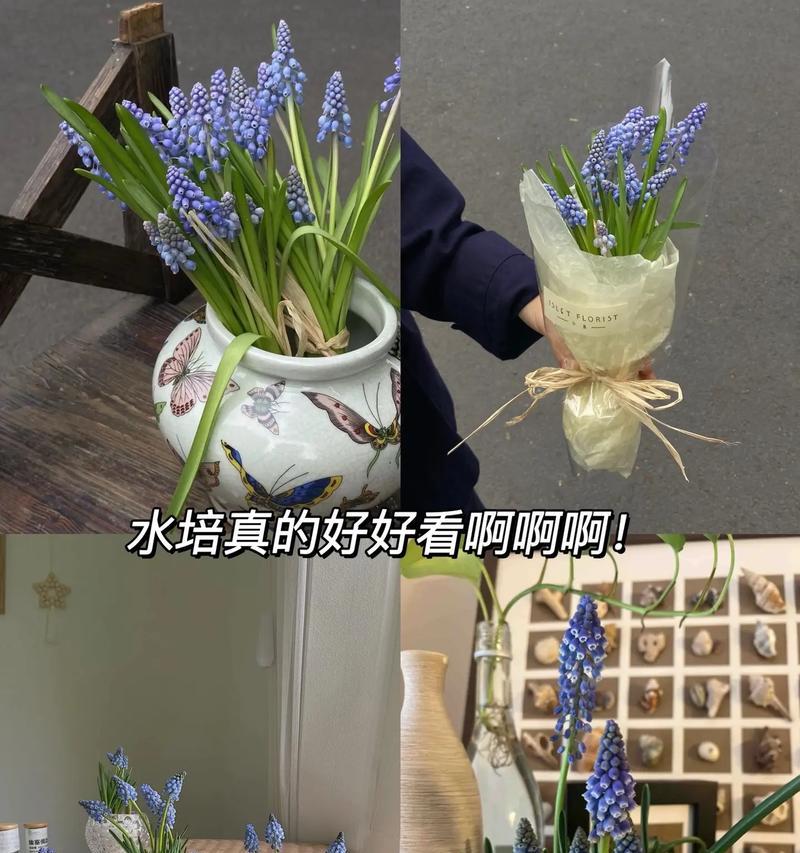 水养风信子的步骤和注意事项有哪些？