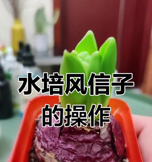 水养风信子的步骤和注意事项有哪些？