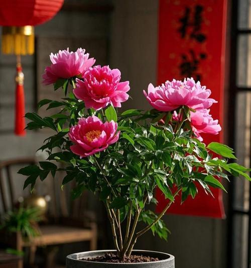 牡丹花的日常管理要点是什么？如何促进其开花？