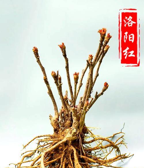 牡丹花的日常管理要点是什么？如何促进其开花？