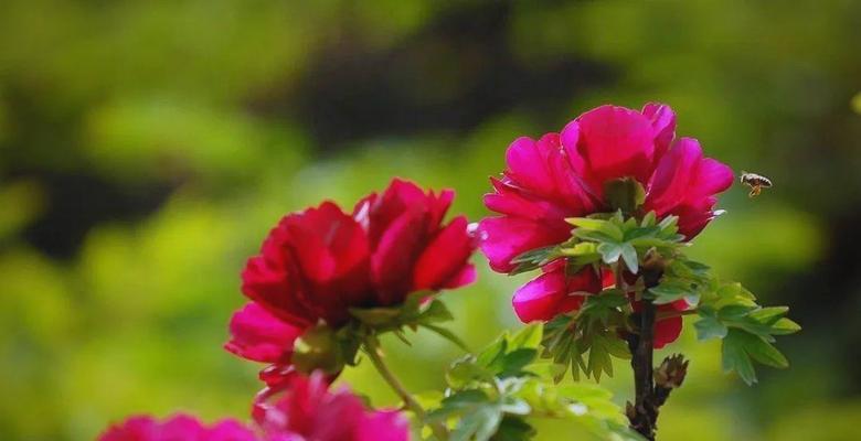 牡丹花的日常管理要点是什么？如何促进其开花？