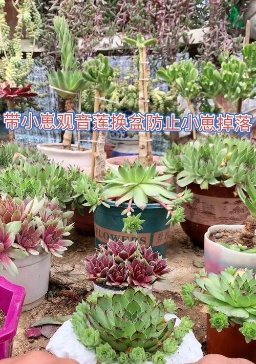 观音莲叶片发黑的原因及解决方法是什么？