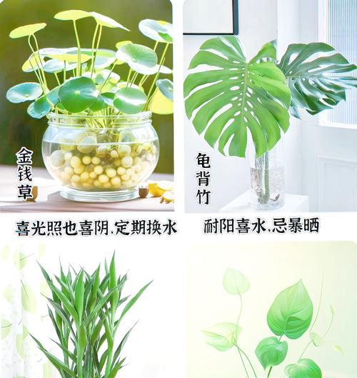 水植植物有哪些种类？它们的养护方法是什么？