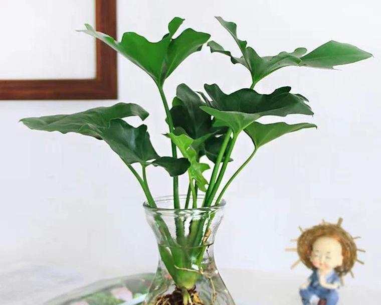 水植植物有哪些种类？它们的养护方法是什么？