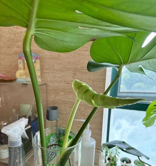 水植植物有哪些种类？它们的养护方法是什么？