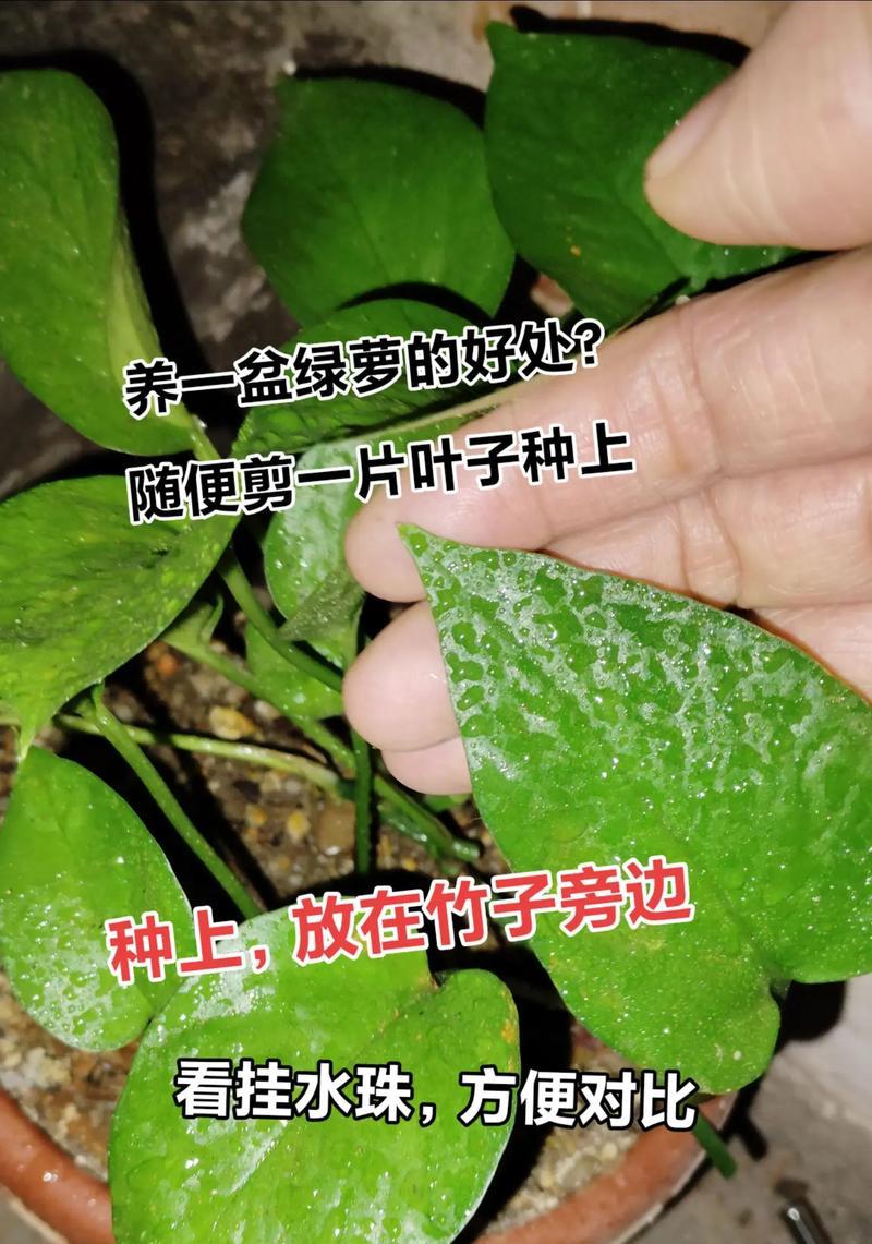 绿萝分枝繁殖的正确方法是什么？