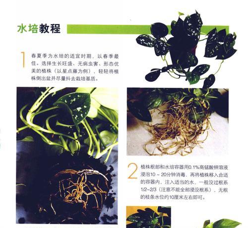 绿萝分枝繁殖的正确方法是什么？