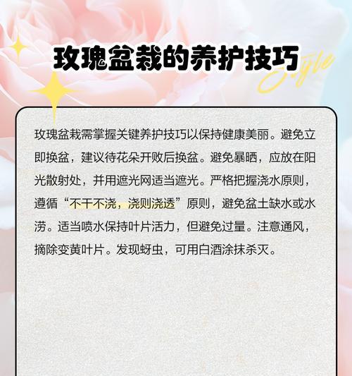 玫瑰生长的条件和养护技巧是什么？