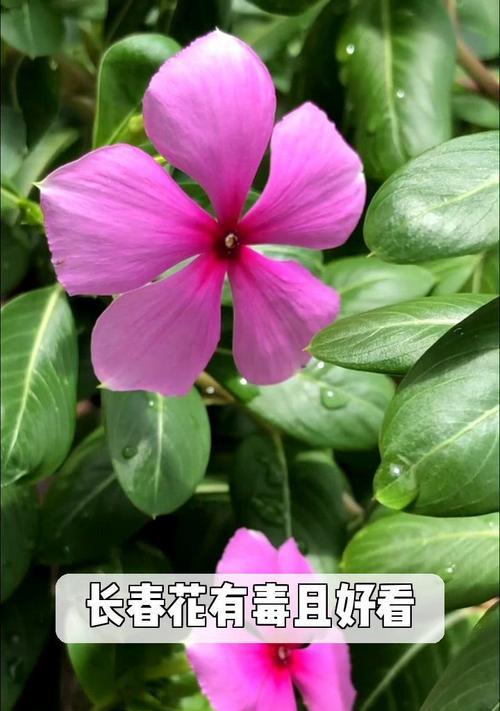 有哪些花有毒？如何避免接触有毒花卉？