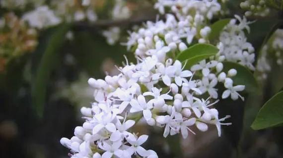 有哪些花有毒？如何避免接触有毒花卉？