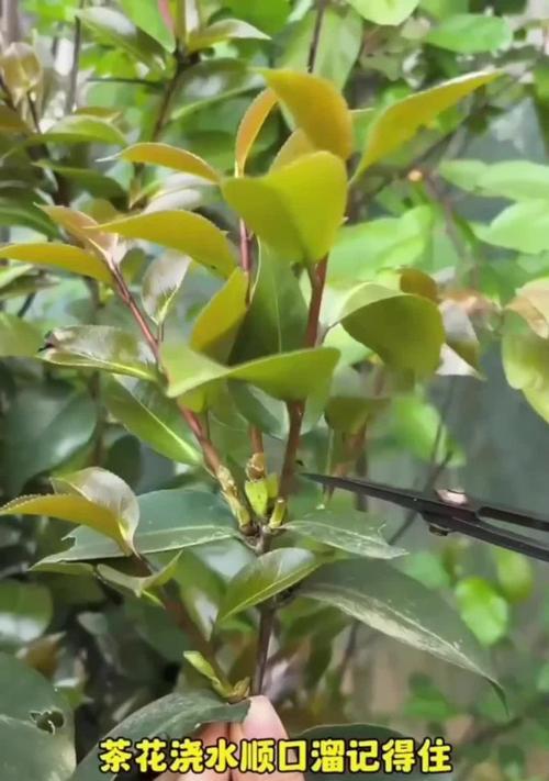 万重山怎么浇水？找出正确的方法！