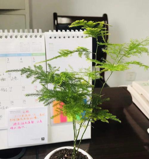 文珠的养殖方法和注意事项是什么？