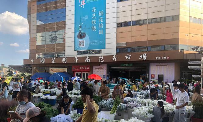 昆明斗南花卉品种有哪些？如何挑选和购买？