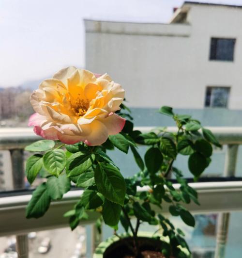 阳台种植月季，哪些品种最适合？