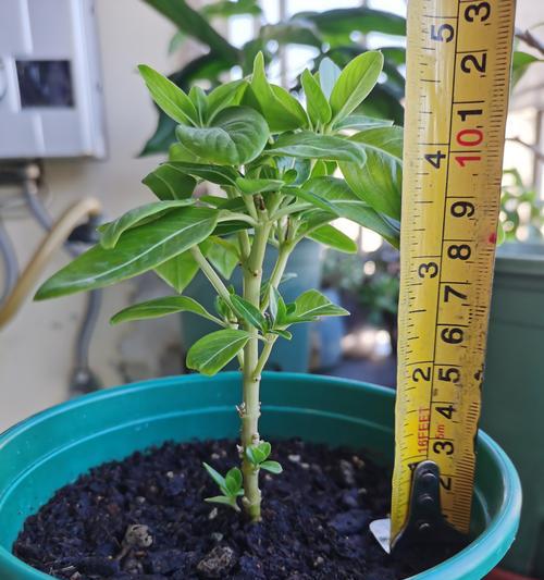 长春花的养殖技巧是什么？如何保持长春花健康？