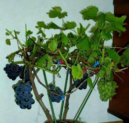 盆栽葡萄的种植技巧有哪些？如何让盆栽葡萄结出甜美的果实？