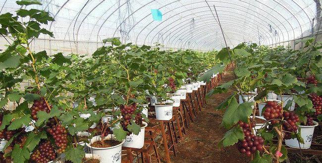 盆栽葡萄的种植技巧有哪些？如何让盆栽葡萄结出甜美的果实？
