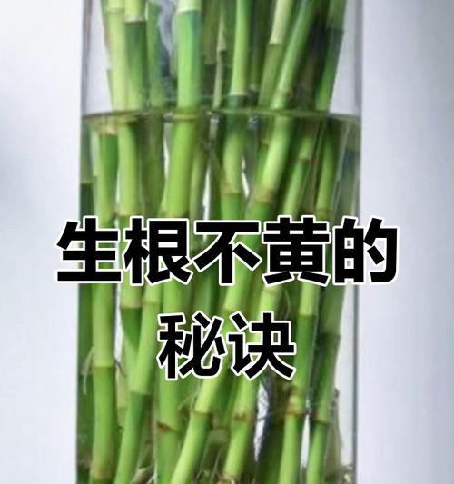 富贵竹生根的正确方法是什么？