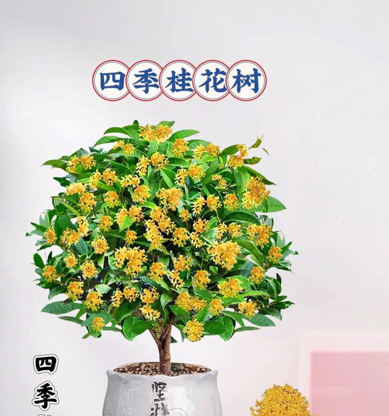 桂花树的特征是什么？如何辨认桂花树？