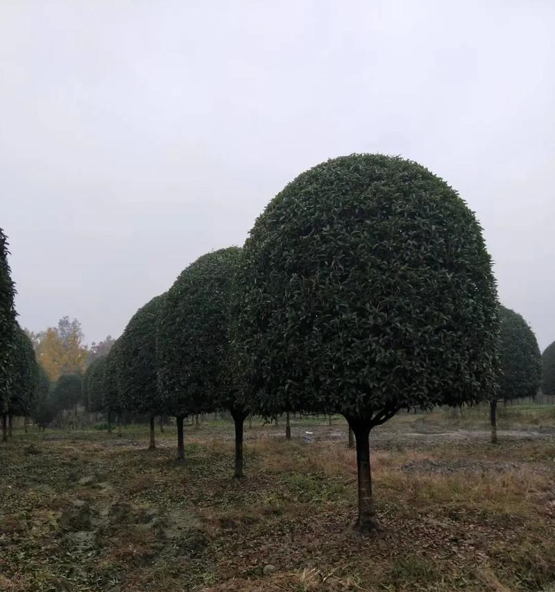 桂花树的特征是什么？如何辨认桂花树？