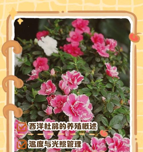 杜鹃花的种植步骤和注意事项是什么？
