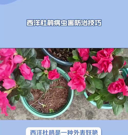 杜鹃花的种植步骤和注意事项是什么？