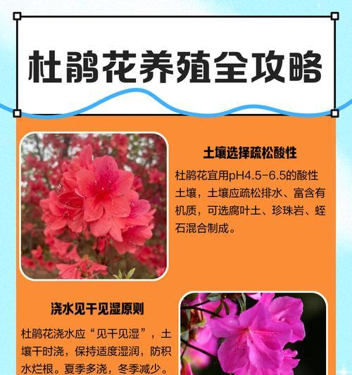 杜鹃花的种植步骤和注意事项是什么？