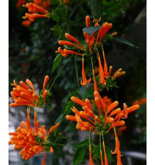 炮仗花有哪些品种？炮仗花的养护方法是什么？