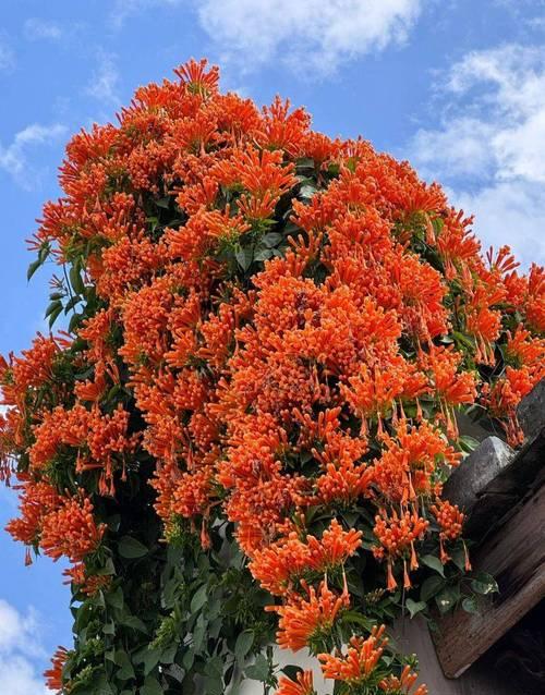 炮仗花有哪些品种？炮仗花的养护方法是什么？